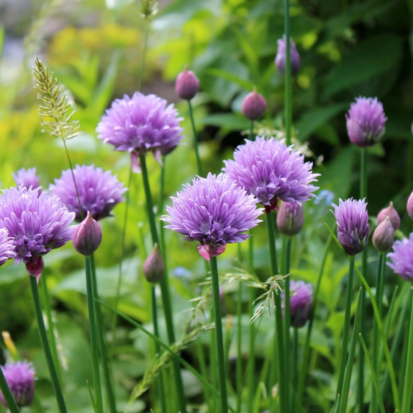 Allium schoenoprasum Chive Seeds, Herbal