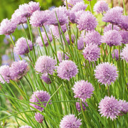 Schnittlauch Chive Seeds, Herbal