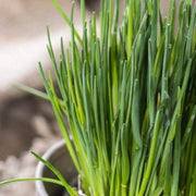 Chive Seeds - Herbal Plant for Home Gardens Seeds