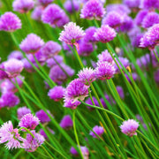 Allium schoenoprasum Chive Seeds, Herbal