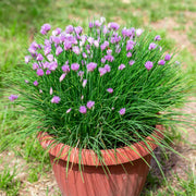 Chive Seeds – Allium schoenoprasum