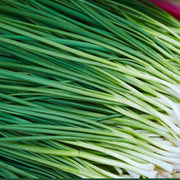 Garlic Chive Seeds, Herbal