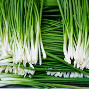 Garlic Chive Seeds, Herbal