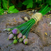 Onion Chive Seeds, Herbal