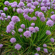 Chive Seeds – Allium schoenoprasum