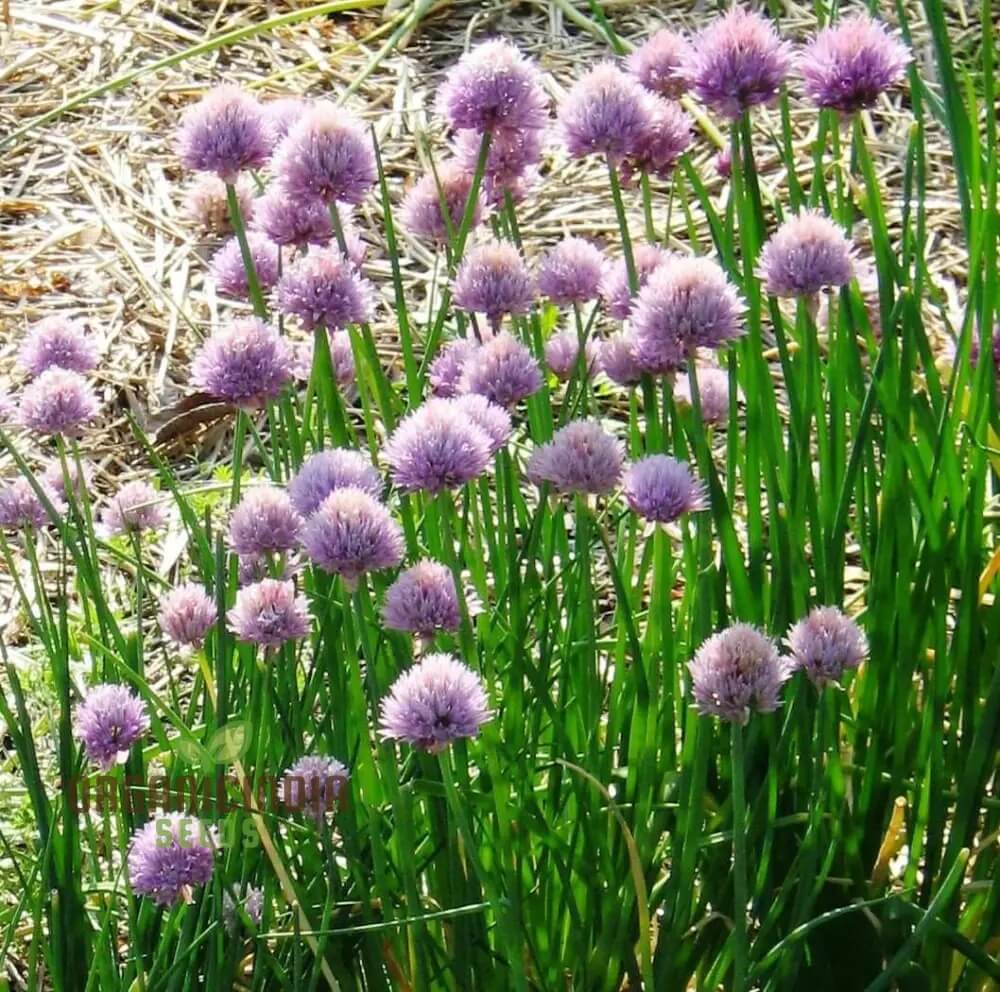 Schnittlauch Chive Seeds, Herbal