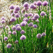 Schnittlauch Chive Seeds, Herbal
