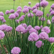 Schnittlauch Chive Seeds, Herbal