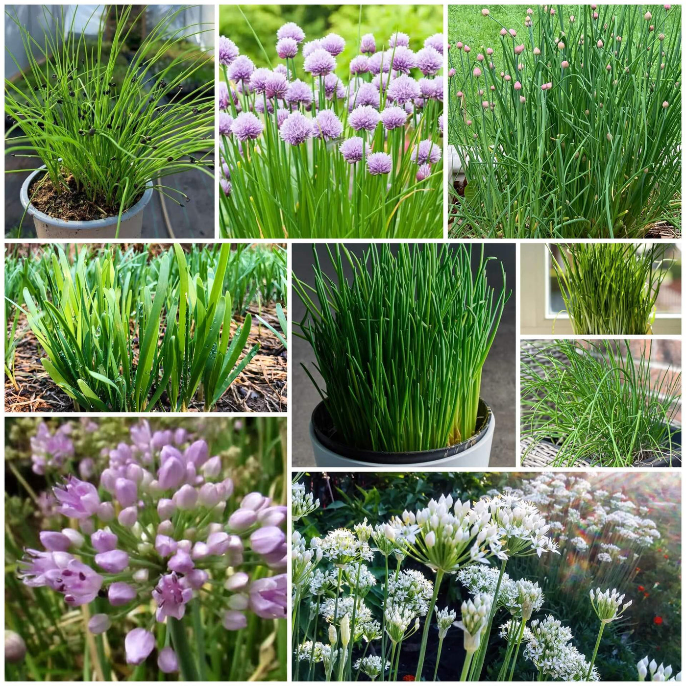 Chives Seeds, Allium schoenoprasum Herb Seeds