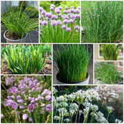 Chives Seeds, Allium schoenoprasum Herb Seeds