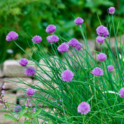 Chives Seeds, Allium schoenoprasum Herb Seeds