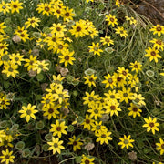 Fragrant Chocolate Daisy Seeds
