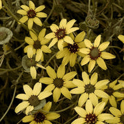 Fragrant Chocolate Daisy Seeds