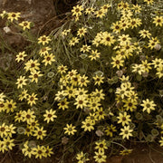 Fragrant Chocolate Daisy Seeds