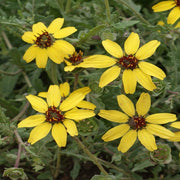 Fragrant Chocolate Daisy Seeds