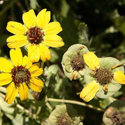 Fragrant Chocolate Daisy Seeds