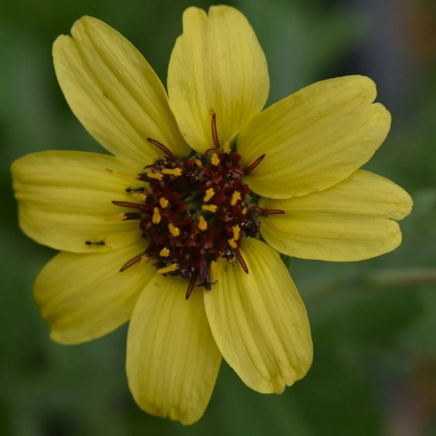 Fragrant Chocolate Daisy Seeds