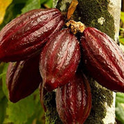 Chocolate azalea seeds - Flower Plant
