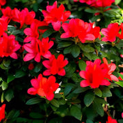 Chocolate azalea seeds - Flower Plant