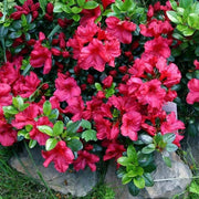 Chocolate azalea seeds - Flower Plant