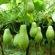 Choko Seeds - Vegetable Plant for Home Gardens