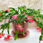Holiday Bloom Christmas Cactus Seeds