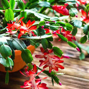 Holiday Bloom Christmas Cactus Seeds