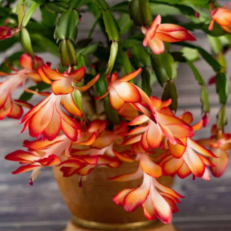 Holiday Bloom Christmas Cactus Seeds