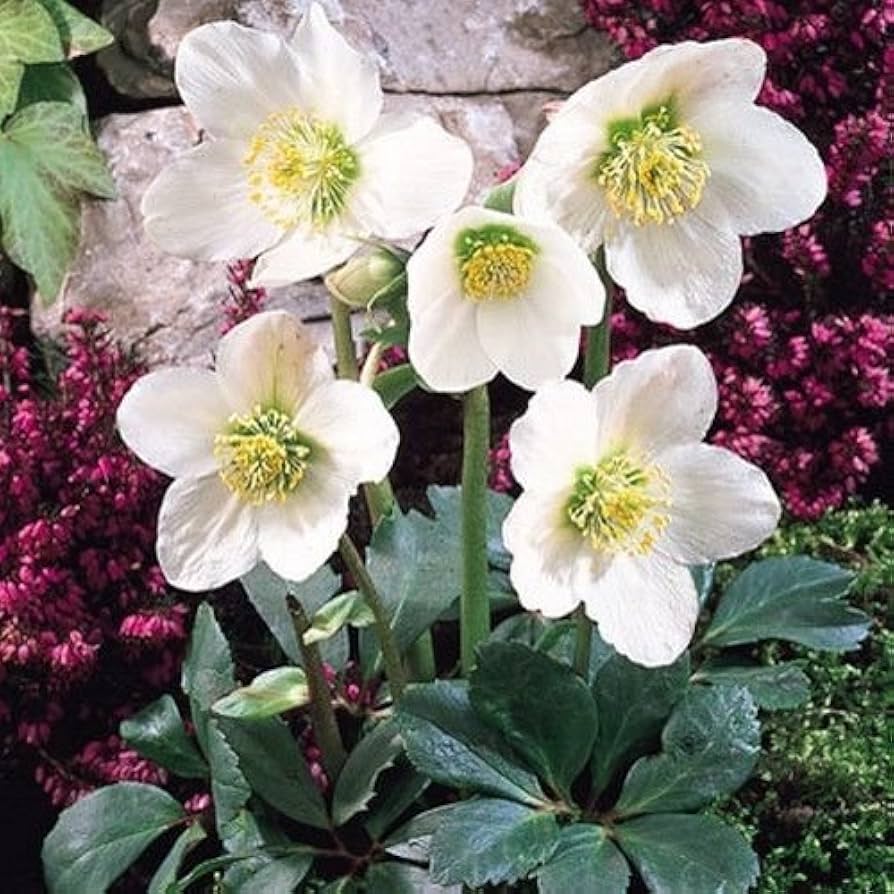 Winter Christmas Rose Seeds