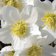Winter Christmas Rose Seeds