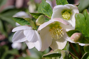 Winter Christmas Rose Seeds