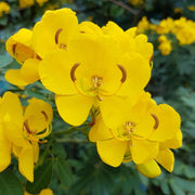 Golden Christmas Senna Seeds