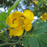 Golden Christmas Senna Seeds