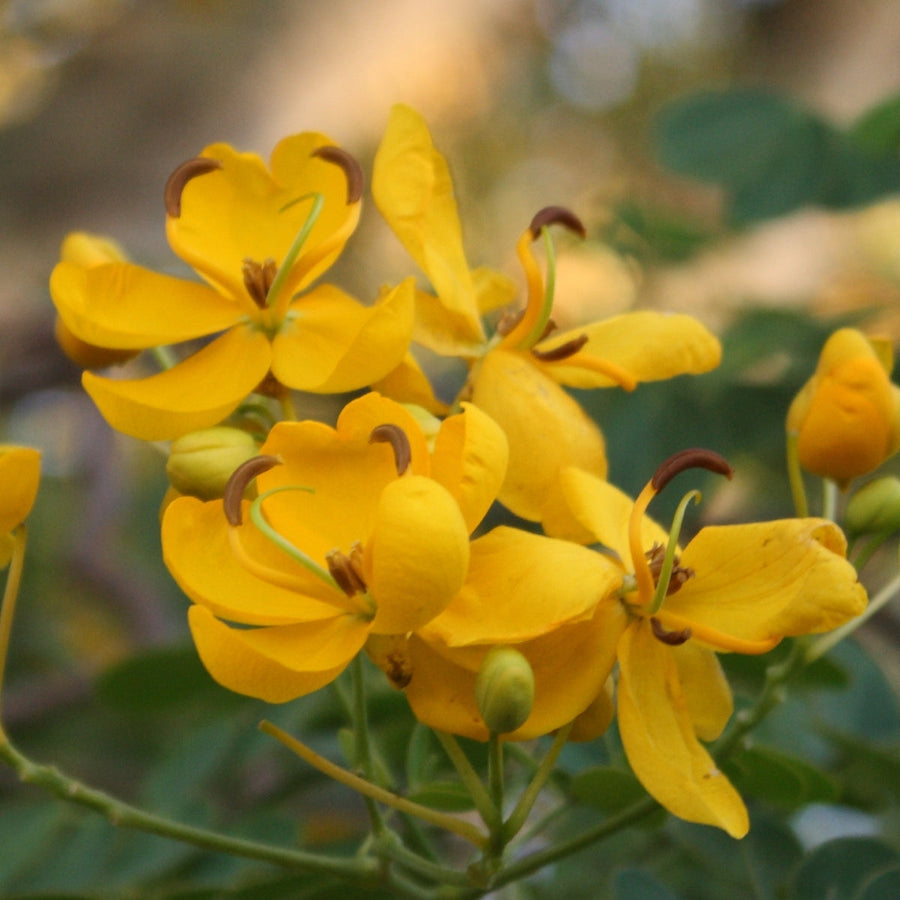 Golden Christmas Senna Seeds