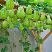 Christophine Seeds - Vegetable Plant for Home Gardens