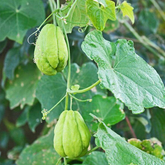 Christophine Seeds - for Home Gardens Seeds