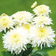 White Chrysanthemum Seeds