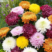 Colorful Chrysanthemum Seeds
