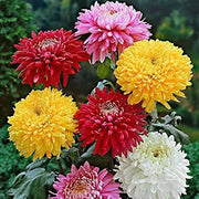Colorful Chrysanthemum Seeds