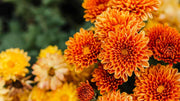Chrysanthemum Seeds – Chrysanthemum × morifolium