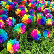 Colorful and Diverse Chrysanthemum Seeds