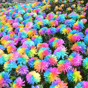 Colorful and Diverse Chrysanthemum Seeds