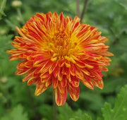Chrysanthemum Seeds – Chrysanthemum × morifolium