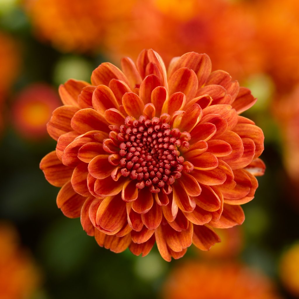 Chrysanthemum Seeds – Chrysanthemum × morifolium