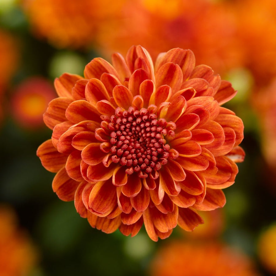 Chrysanthemum Seeds – Chrysanthemum × morifolium
