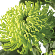 Green Spider Chrysanthemum Seeds