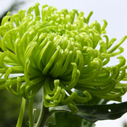 Green Spider Chrysanthemum Seeds