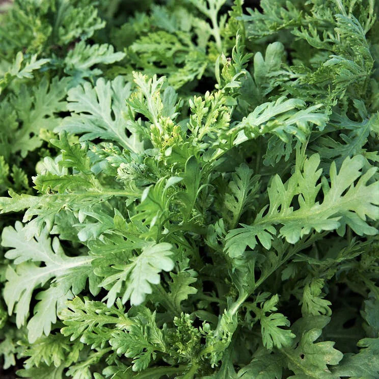 Tong Ho Chrysanthemum Greens Seeds