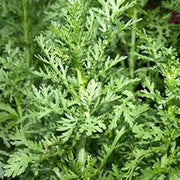 Tong Ho Chrysanthemum Greens Seeds