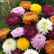 Heirloom Chrysanthemum Seeds
